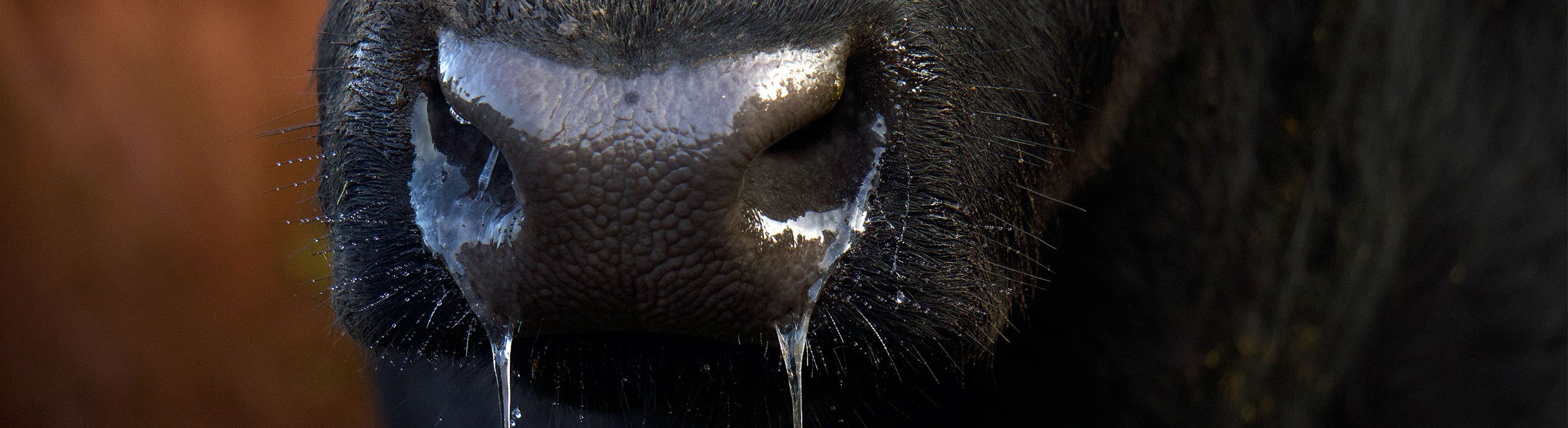 CABAÑA LOS 5 OMBUES