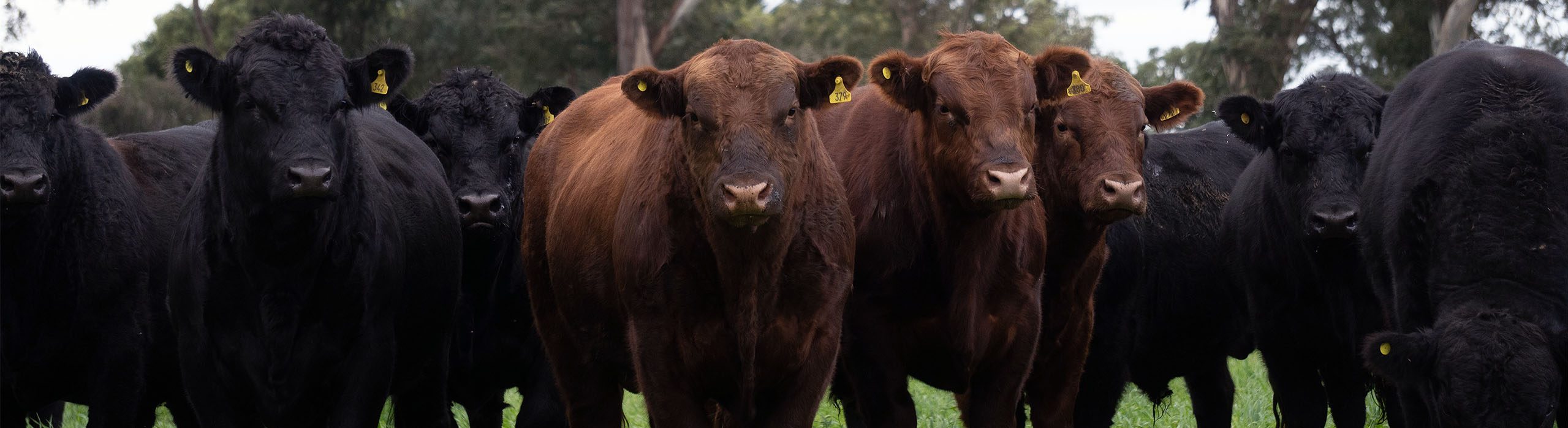 CABAÑA LOS 5 OMBUES