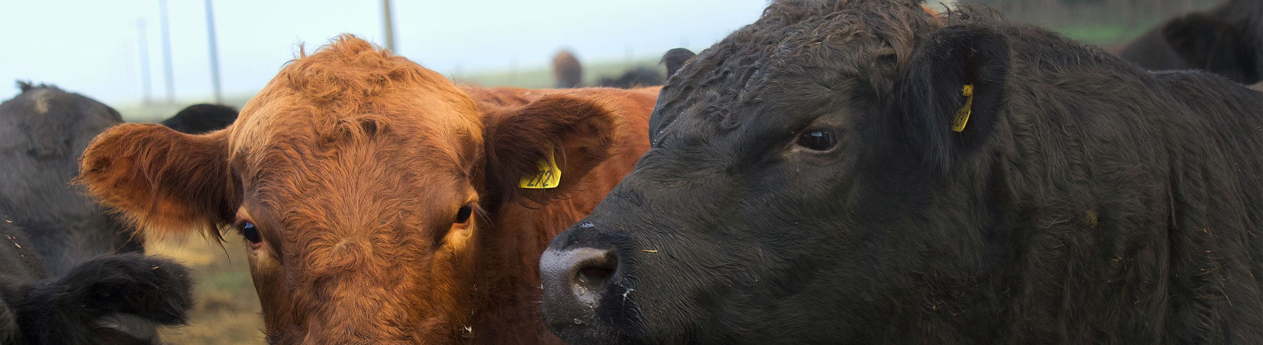 CABAÑA LOS 5 OMBUES