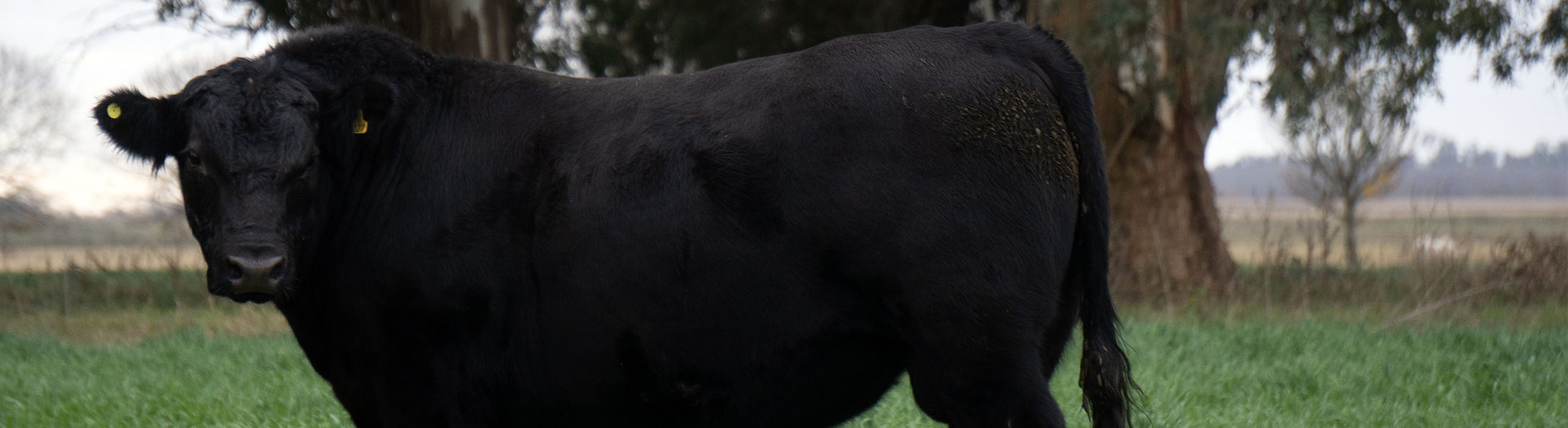 CABAÑA LOS 5 OMBUES