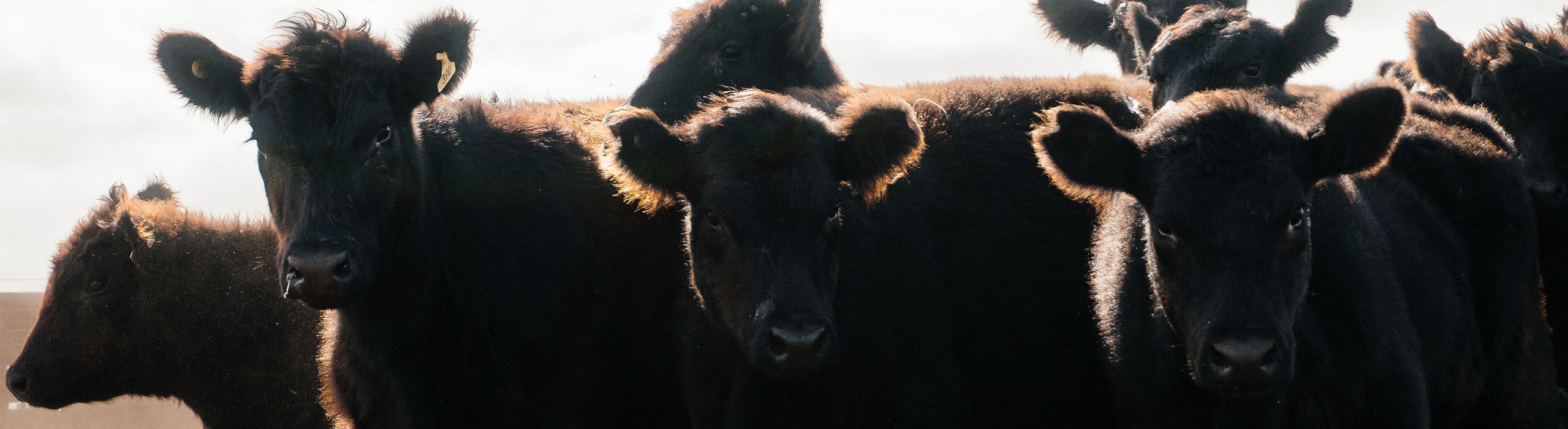 CABAÑA LOS 5 OMBUES